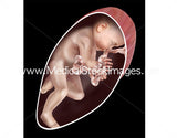 Foetus Development Illustrations Weeks 1 to 40 - (A PACK OF 40 IMAGES)