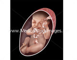 Foetus Development Illustrations Weeks 1 to 40 - (A PACK OF 40 IMAGES)