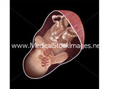 Foetus Development Illustrations Weeks 1 to 40 - (A PACK OF 40 IMAGES)