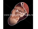 Foetus Development Illustrations Weeks 1 to 40 - (A PACK OF 40 IMAGES)