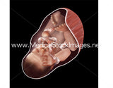 Foetus Development Illustrations Weeks 1 to 40 - (A PACK OF 40 IMAGES)