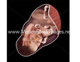 Foetus Development Illustrations Weeks 1 to 40 - (A PACK OF 40 IMAGES)