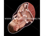 Foetus Development Illustrations Weeks 1 to 40 - (A PACK OF 40 IMAGES)