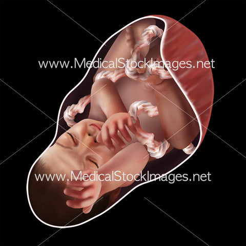 Foetus Development Week 39
