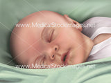 Foetus Development Illustrations Weeks 1 to 40 - (A PACK OF 40 IMAGES)