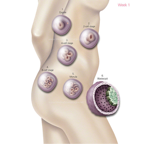 Foetus Development Weeks 1 to 40 Including Female Body Labelled (Multipack of 40 IMAGES).