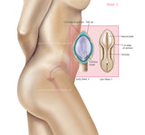 Foetus Development Weeks 1 to 40 Including Female Body with Some Labelled - (PACK OF 40 IMAGES)