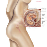 Foetus Development Weeks 1 to 40 Including Female Body with Some Labelled - (PACK OF 40 IMAGES)