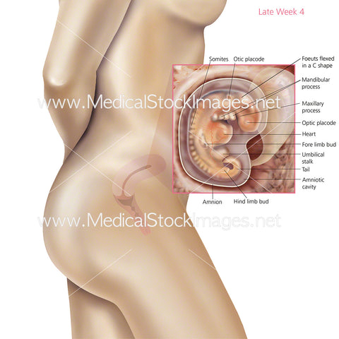 Foetus Development Week 4 Including Body with Labels