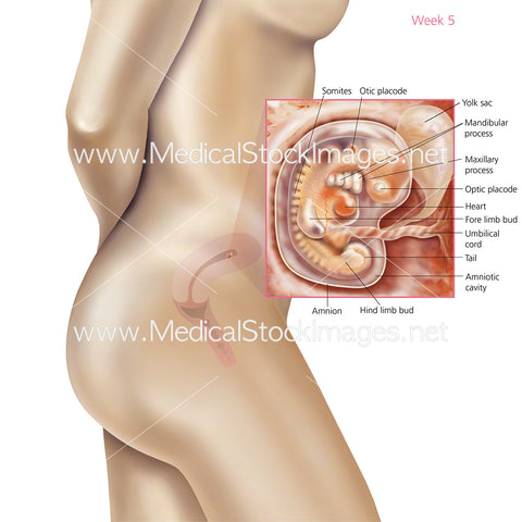 Foetus Development Week 5 Including Body with Labels