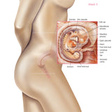 Foetus Development Weeks 1 to 40 Including Female Body with Some Labelled - (PACK OF 40 IMAGES)