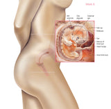 Foetus Development Weeks 1 to 40 Including Female Body with Some Labelled - (PACK OF 40 IMAGES)