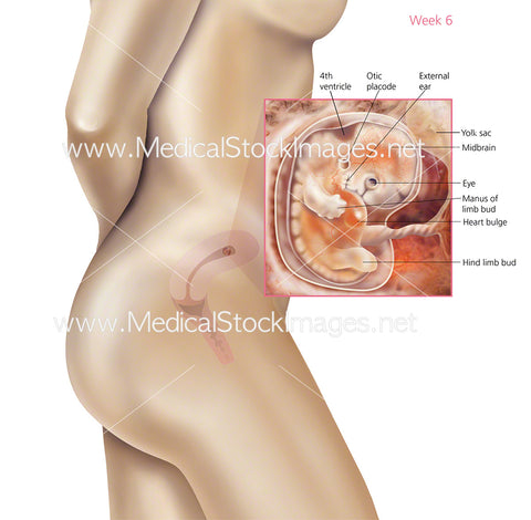 Foetus Development Week 6 Including Body with Labels