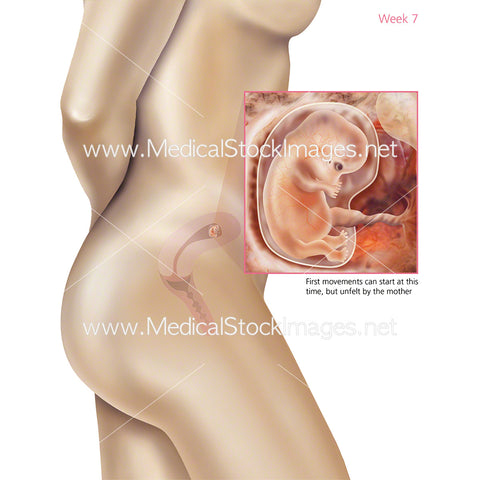 Foetus Development Week 7 Including Body with Labels