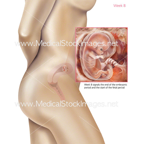 Foetus Development Week 8 Including Body with Labels