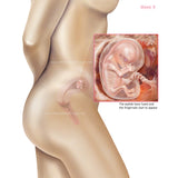 Foetus Development Weeks 1 to 40 Including Female Body with Some Labelled - (PACK OF 40 IMAGES)