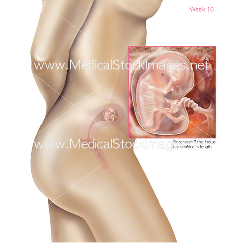 Foetus Development Week 10 Including Body with Labels