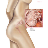 Foetus Development Weeks 1 to 40 Including Female Body with Some Labelled - (PACK OF 40 IMAGES)