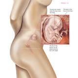 Foetus Development Weeks 1 to 40 Including Female Body with Some Labelled - (PACK OF 40 IMAGES)