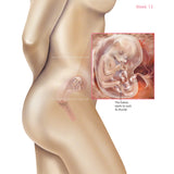 Foetus Development Weeks 1 to 40 Including Female Body with Some Labelled - (PACK OF 40 IMAGES)