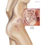 Foetus Development Weeks 1 to 40 Including Female Body with Some Labelled - (PACK OF 40 IMAGES)