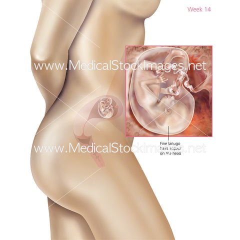 Foetus Development Week 14 Including Body with Labels