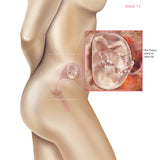 Foetus Development Weeks 1 to 40 Including Female Body with Some Labelled - (PACK OF 40 IMAGES)