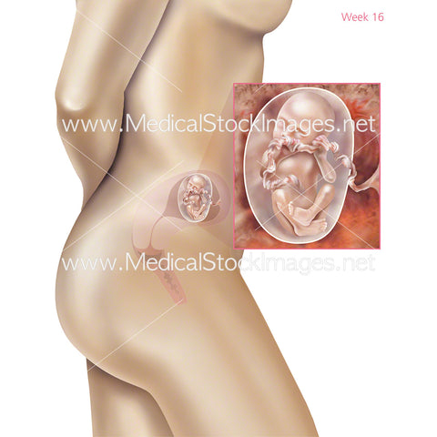 Foetus Development Week 16 Including Body with Labels