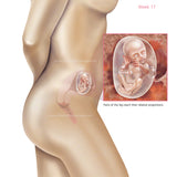 Foetus Development Weeks 1 to 40 Including Female Body with Some Labelled - (PACK OF 40 IMAGES)