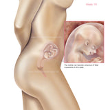 Foetus Development Weeks 1 to 40 Including Female Body with Some Labelled - (PACK OF 40 IMAGES)