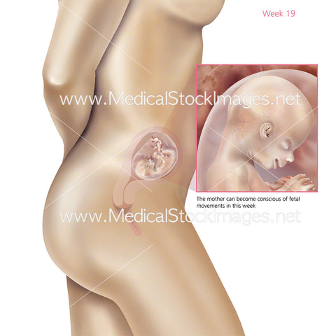 Foetus Development Week 19 Including Body with Labels