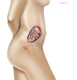 Foetus Development Weeks 1 to 40 Including Female Body with Some Labelled - (PACK OF 40 IMAGES)