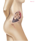 Foetus Development Weeks 1 to 40 Including Female Body with Some Labelled - (PACK OF 40 IMAGES)