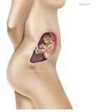 Foetus Development Weeks 1 to 40 Including Female Body with Some Labelled - (PACK OF 40 IMAGES)