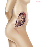 Foetus Development Weeks 1 to 40 Including Female Body with Some Labelled - (PACK OF 40 IMAGES)