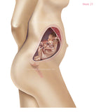 Foetus Development Weeks 1 to 40 Including Female Body with Some Labelled - (PACK OF 40 IMAGES)