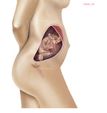 Foetus Development Weeks 1 to 40 Including Female Body with Some Labelled - (PACK OF 40 IMAGES)