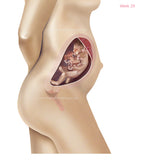 Foetus Development Weeks 1 to 40 Including Female Body with Some Labelled - (PACK OF 40 IMAGES)