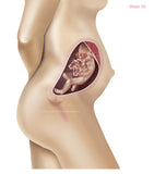 Foetus Development Weeks 1 to 40 Including Female Body with Some Labelled - (PACK OF 40 IMAGES)