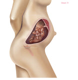 Foetus Development Weeks 1 to 40 Including Female Body with Some Labelled - (PACK OF 40 IMAGES)