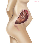 Foetus Development Weeks 1 to 40 Including Female Body with Some Labelled - (PACK OF 40 IMAGES)