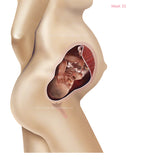 Foetus Development Weeks 1 to 40 Including Female Body with Some Labelled - (PACK OF 40 IMAGES)