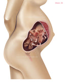 Foetus Development Weeks 1 to 40 Including Female Body with Some Labelled - (PACK OF 40 IMAGES)