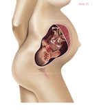 Foetus Development Weeks 1 to 40 Including Female Body with Some Labelled - (PACK OF 40 IMAGES)