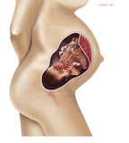 Foetus Development Weeks 1 to 40 Including Female Body with Some Labelled - (PACK OF 40 IMAGES)