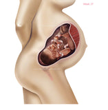 Foetus Development Weeks 1 to 40 Including Female Body with Some Labelled - (PACK OF 40 IMAGES)