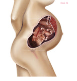 Foetus Development Weeks 1 to 40 Including Female Body with Some Labelled - (PACK OF 40 IMAGES)