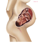 Foetus Development Weeks 1 to 40 Including Female Body with Some Labelled - (PACK OF 40 IMAGES)