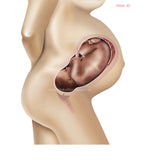 Foetus Development Weeks 1 to 40 Including Female Body with Some Labelled - (PACK OF 40 IMAGES)