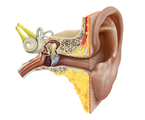 Anatomy of the Inner and Outer Ear